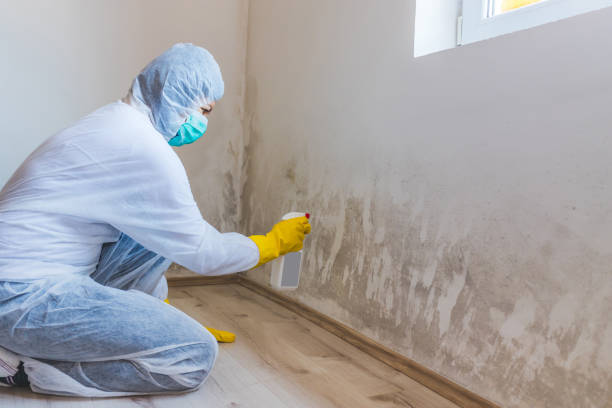 Licensed Mold Inspection service in Washington, WA - WQB Mold Removal